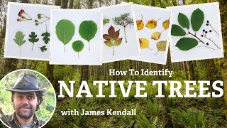 How To Identify Native Trees (UK & Ireland)