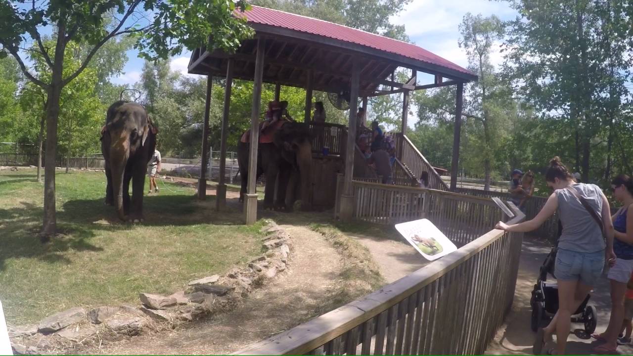 lion country safari elephant ride