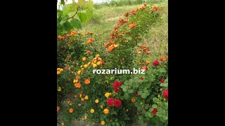 обрезка сорта розы - куба данс, питомник роз полины козловой,  rozarium.biz, pruning a Park rose