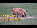 Lovely Red-Fox family