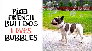 French Bulldog LOVES Bubbles by Pixel 3,015 views 6 years ago 1 minute, 31 seconds