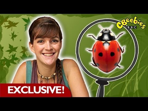 CBeebies EXCLUSIVE clip - Minibeast Adventure - Ladybirds - YouTube