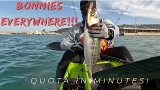 Crazy Session Catching Bonnies/Katonkel in Mossel Bay