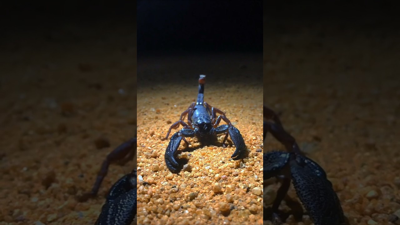 Scorpion 🦂🦂threat display  