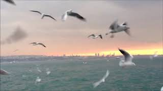 Yavuz Bülent Bakiler - Gözlerin İstanbul Oluyor Birden