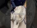 一瞬出かけてただけなのに過剰に飼い主をお出迎えするハスキーww