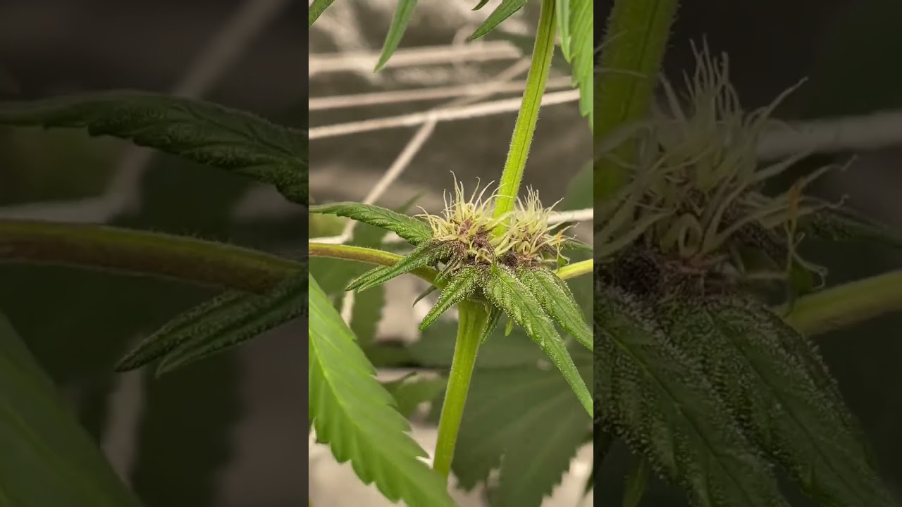 Purple Lemonade Auto