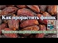 КАК ПРОРАСТИТЬ ФИНИК? ТОНКОСТИ ВЫРАЩИВАНИЯ ФИНИКА