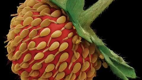 Everyday objects under a microscope - UNBELIEVABLE - Extreme close up Part 2