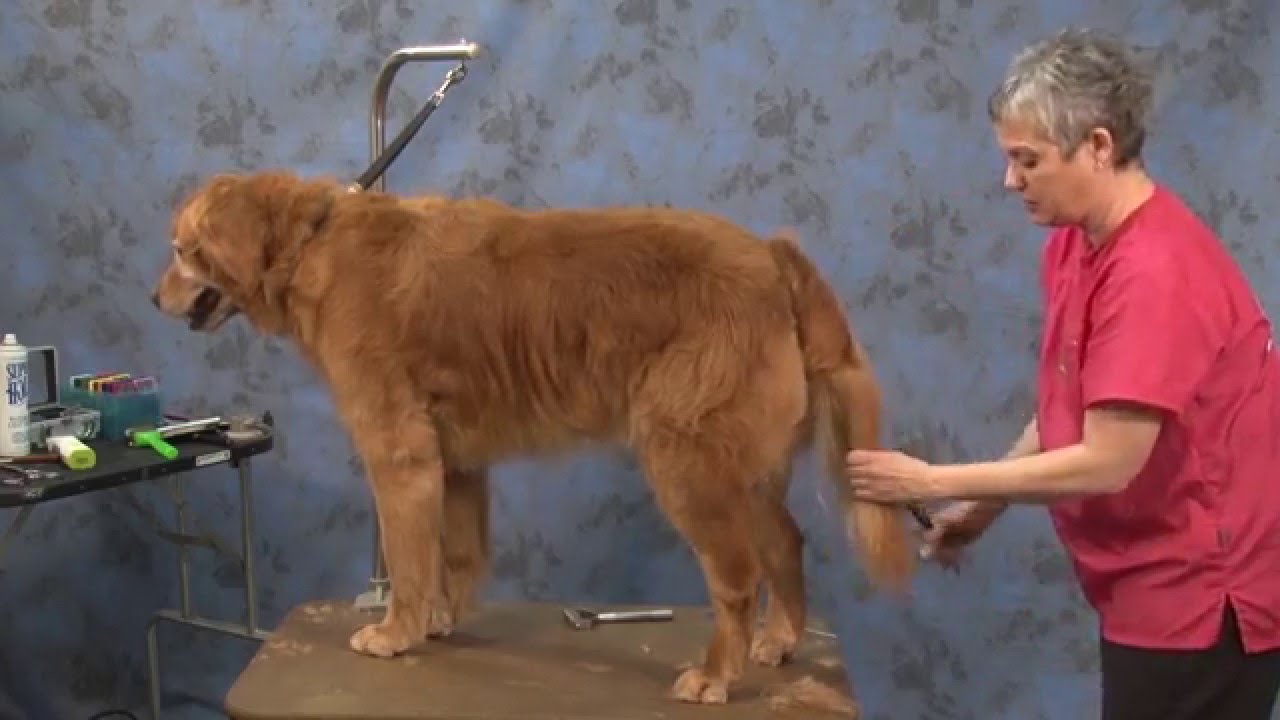 Dog Grooming Contour Trim On A Golden Retriever Youtube