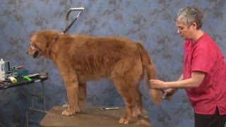 Dog Grooming  Contour Trim on a Golden Retriever