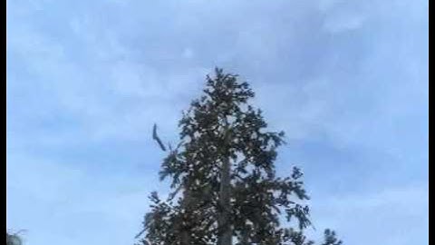 Black ops Random tomahawk Convoy