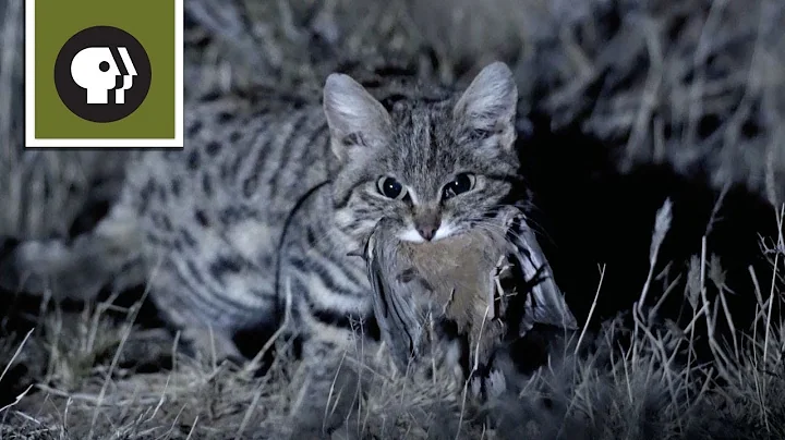 Meet the Deadliest Cat on the Planet - DayDayNews