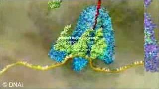 Protein Translation