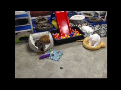 special needs animal rescue Blind Cat Rescue & Sanctuary, Inc Live Stream