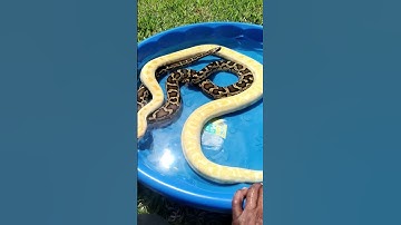 BURMASE Python in de buitenlucht 💯 #reptielen #burmesepython