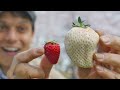 Japan's White Strawberry: Luxury Fruit Unboxing & Adventure ★ ONLY in JAPAN