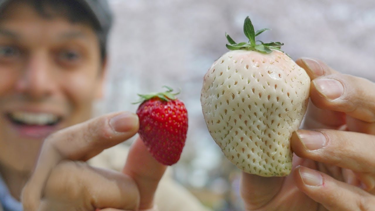 Japan's White Strawberry: Luxury Fruit Unboxing & Adventure ★ ONLY in JAPAN