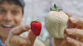 Japan's White Strawberry: Luxury Fruit Unboxing & Adventure ★ ONLY in JAPAN #50