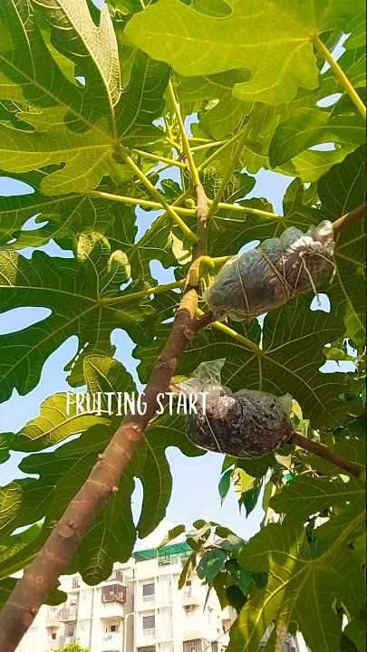 Anjir (Fig) fruiting starts in my main plant #fruiting #alltimefruitng #healthy #nature #love #peace