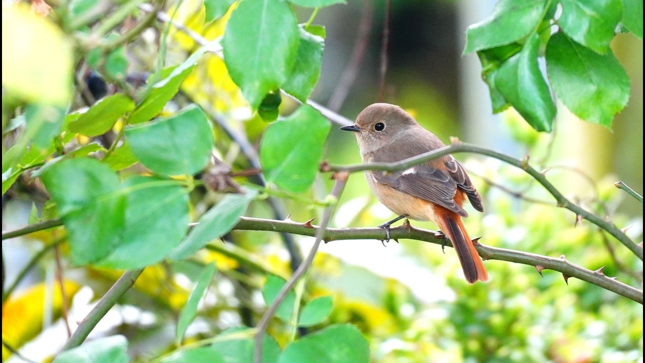 023卓蘭豐富多采的生物世界(上)影片內容：好看的植物和花卉，例如菊花、玫瑰花、牡丹花、錦鯉、蝴蝶、蜜蜂、黃尾鴝…