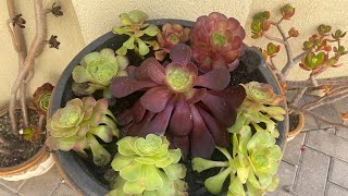 A14-Revitalizing Succulents: The Art of Repotting