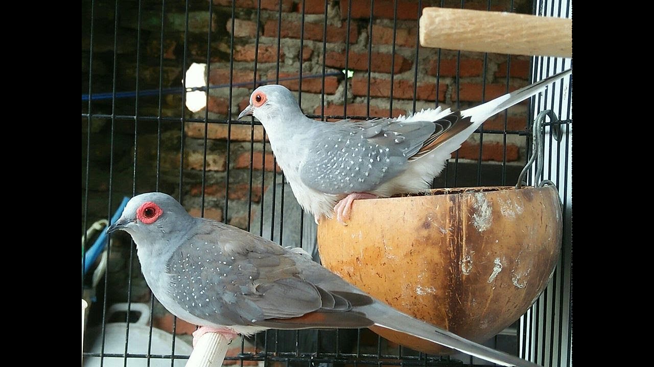 Diamond Dove Aviary YouTube
