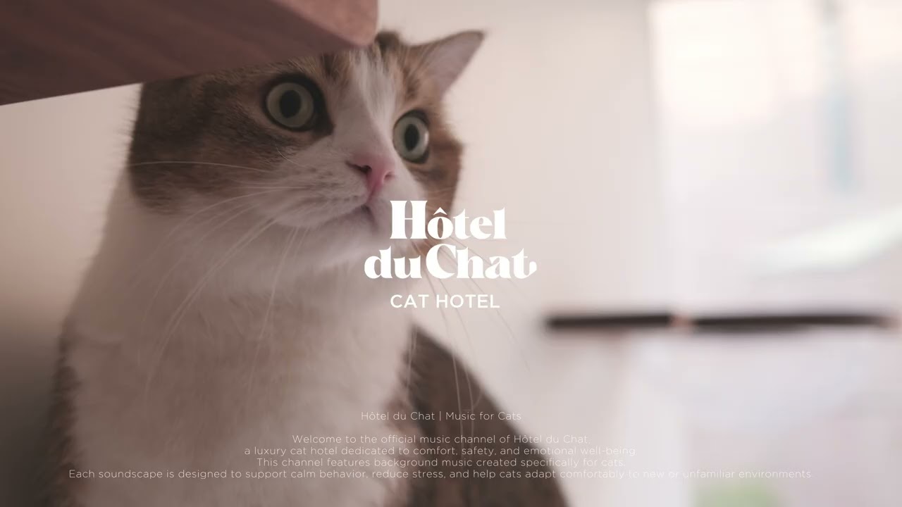 Relaxed Cat February Calm4 | Hôtel du Chat