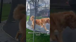 What Do Hunting Dogs Do At Home? #dogs #novascotiaducktollingretriever