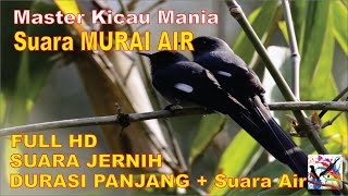 Masteran Murai, Suara Burung MURAI AIR Durasi Panjang + Terapi Suara Air Mengalir...FULL HD...!!!