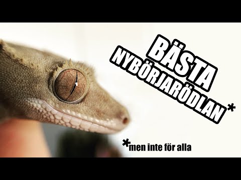 Video: Terrariumskötsel och -underhåll – tips om skötsel av ett terrarium