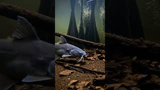 Download Lagu 🔥 Crazy Fish Bite Bait 44 2K - You Won't Believe This! ✨ MP3 Download Lagu 🔥 Crazy Fish Bite Bait 44 2K - You Won't Believe This! ✨ MP3