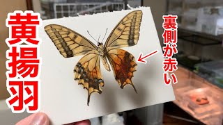 【ゆるゆる昆虫標本紹介】採集したキアゲハの裏側がすごい事になっていた話【キアゲハ】# 2