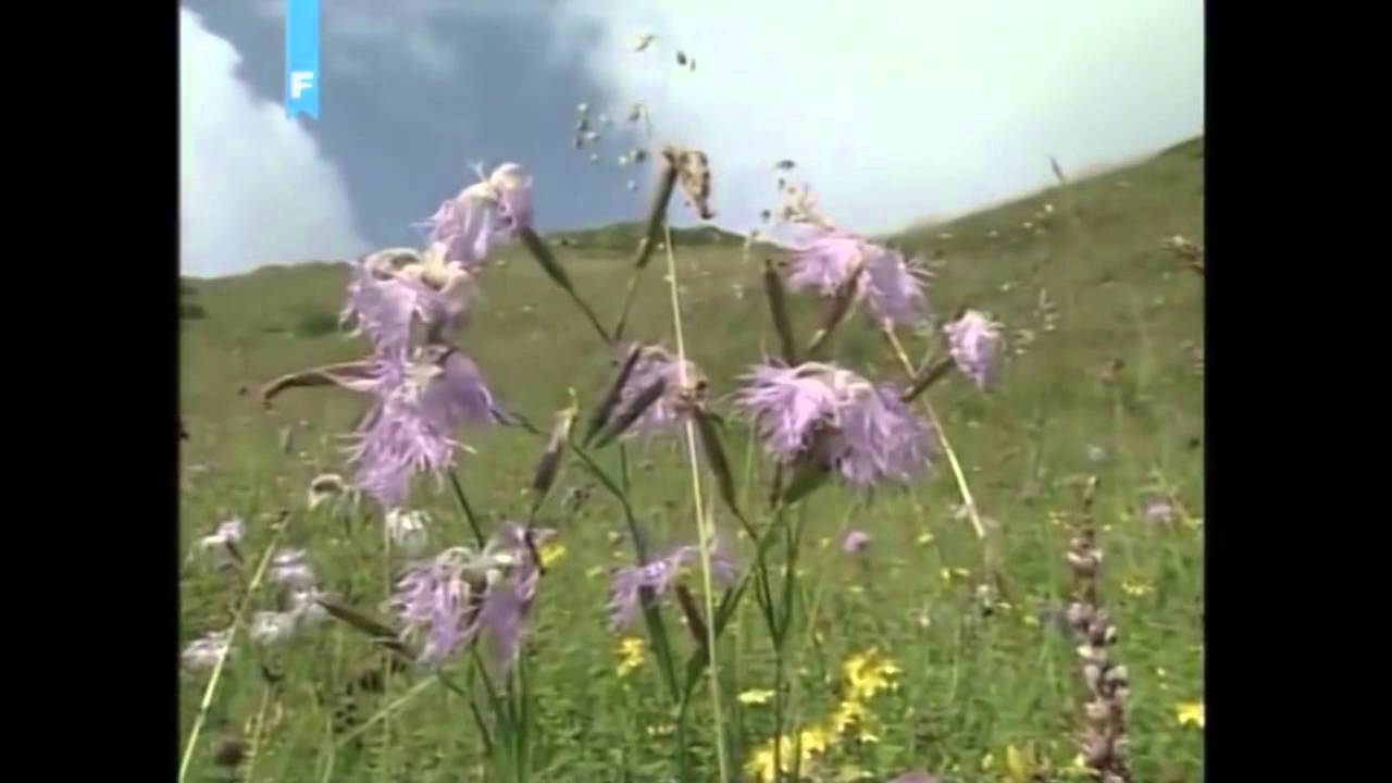 Prirodna baština BiH - Jahorina
