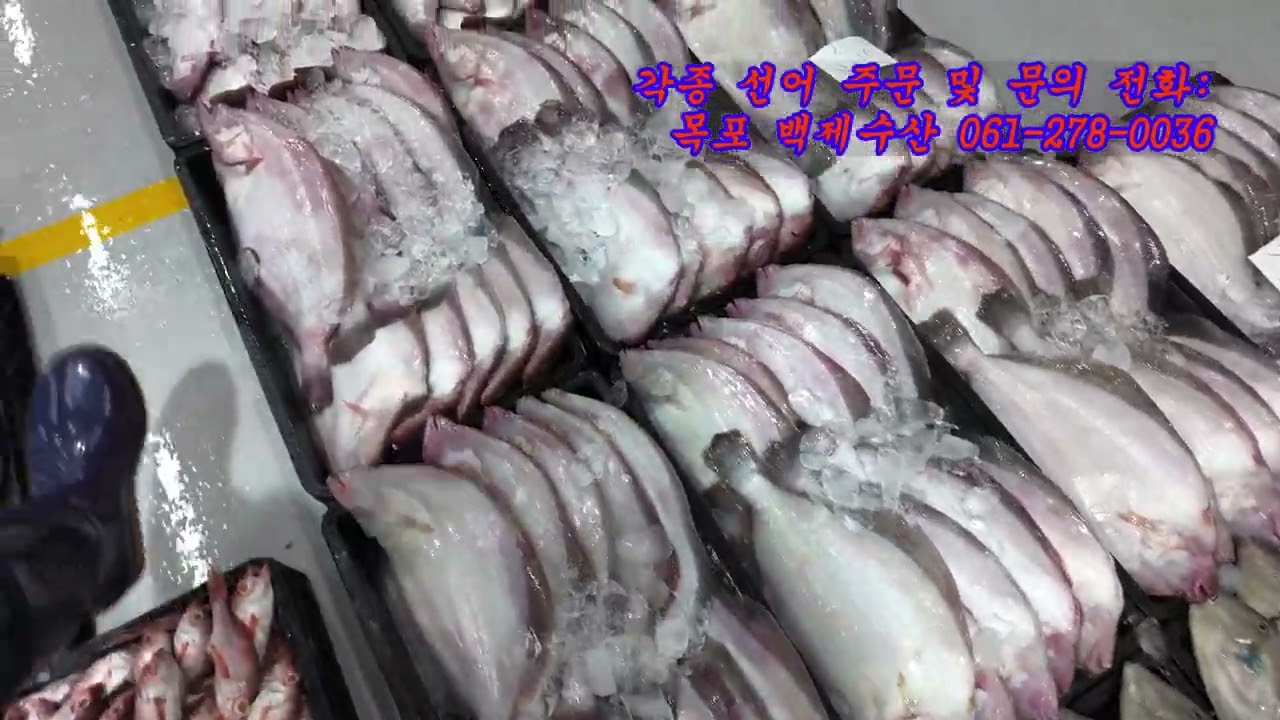 2026년 2월 25일 수요일, 무쉬물때.  백제수산 당일 판매 생선 소개 및 목포수협 위판장 현황!