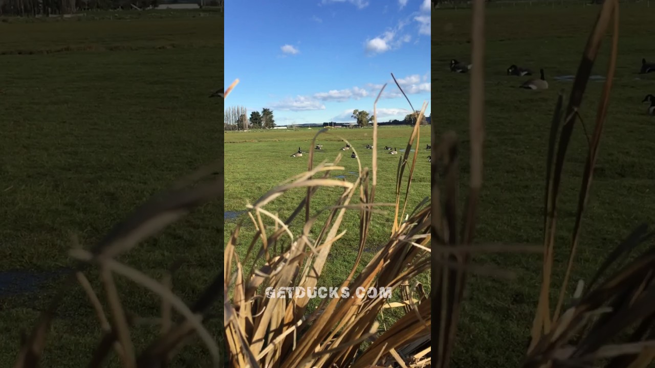 New Zealand Duck Hunting GetDucks.com