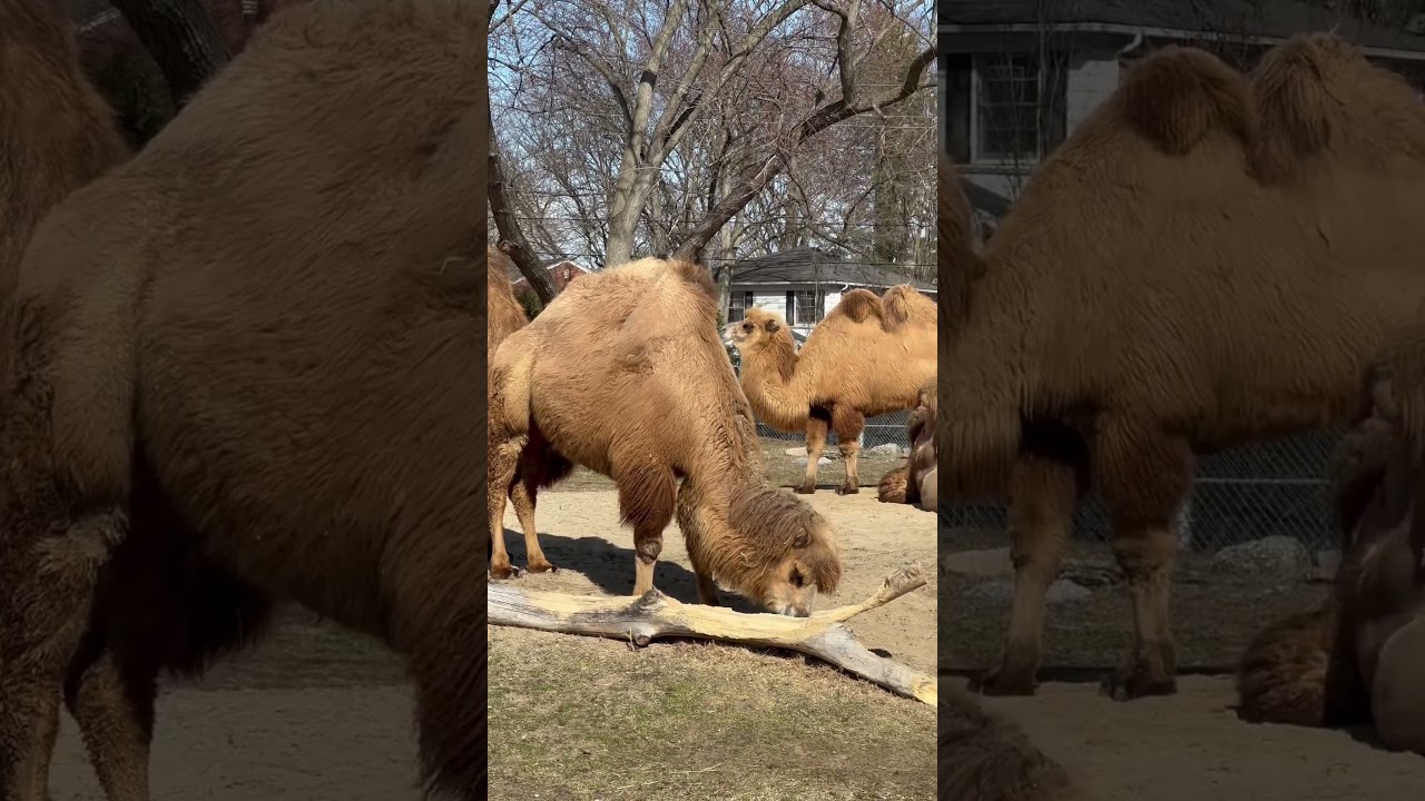 Camels - Detroit Zoo, Royal Oak, Michigan
