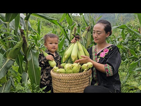 Single mother: Harvesting the corn garden to sell at the market- Using corn husks to wrap cakes,cook