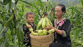 Single mother: Harvesting the corn garden to sell at the market- Using corn husks to wrap cakes,cook