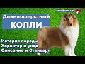 Колли длинношерстный - описание породы шотландская овчарка