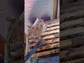 Queen with an egg. 6th April 2025 #beekeeper #bees #queenbee #beekeeping