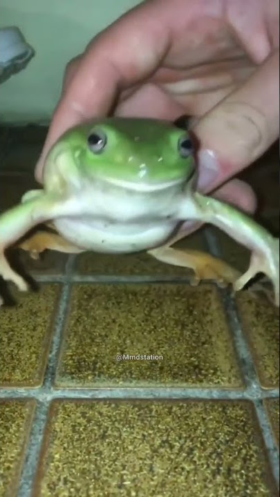 Frog laughing meme #shorts #memes #frog #short