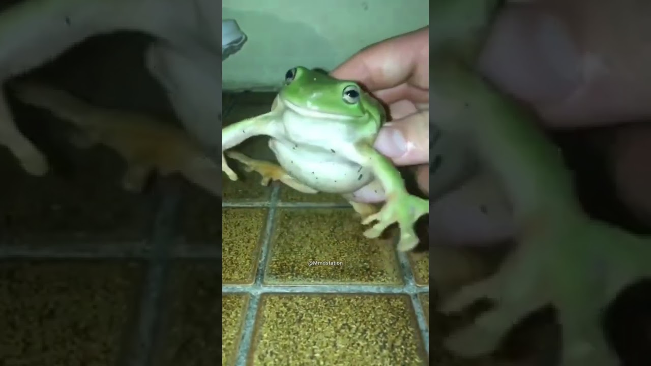 Frog laughing meme 