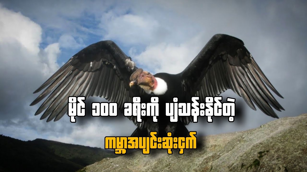 တောင်ပံမခတ်ဘဲ မိုင် ၁၀၀ ခရီးနှင်နိုင်တဲ့ ကမ္ဘာ့အပျင်းဆုံး ပါရမီရှင် (Andean Condor) 🦅