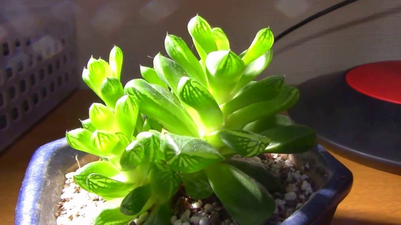 多肉植物haworthiaハオルチア 夏越し もう一息 Succulent Plants Youtube