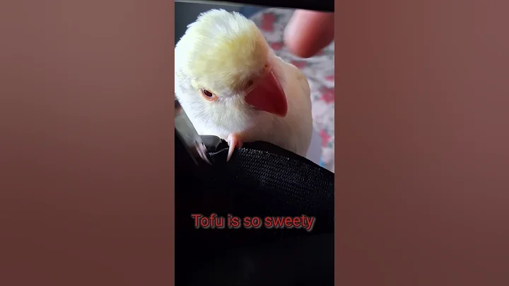 @white_and_fun  12/12/2025 #parrot  #indianringneck #talkingparrot #shorts #Tofuindianringneck