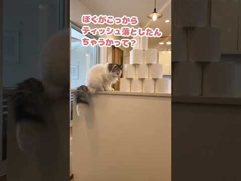 ほんでこんなもんで木ぃに穴は空かへんで？【おしゃべりする猫】 #Shorts