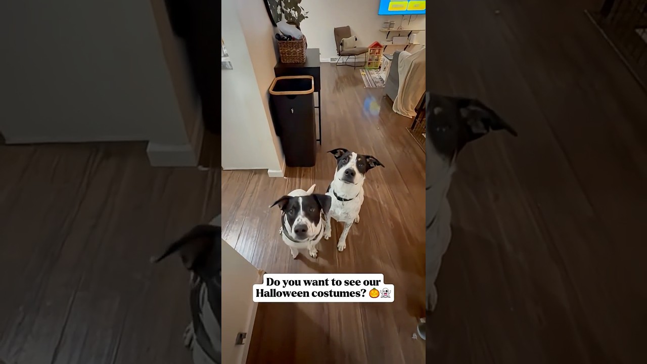 Funny Dog Halloween Costumes | Gus the Banana & Luna the Drama Queen