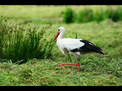 Vidéo: Quel est le nom de l'oiseau aux longues pattes ?