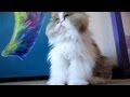 13 02 17 Persian kitties being silly
